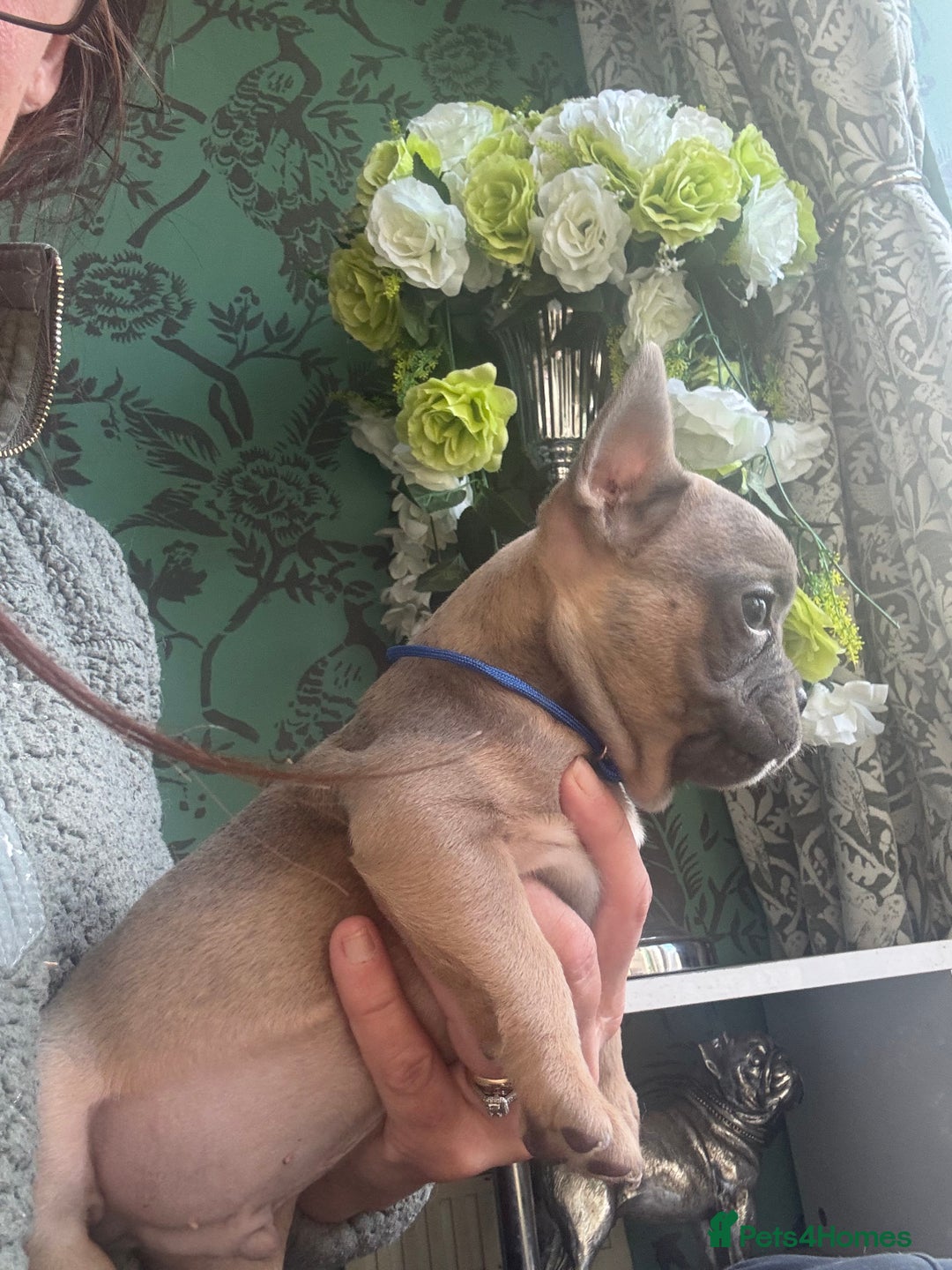 French Bulldog dogs for sale: Last girl left  - Advert 25