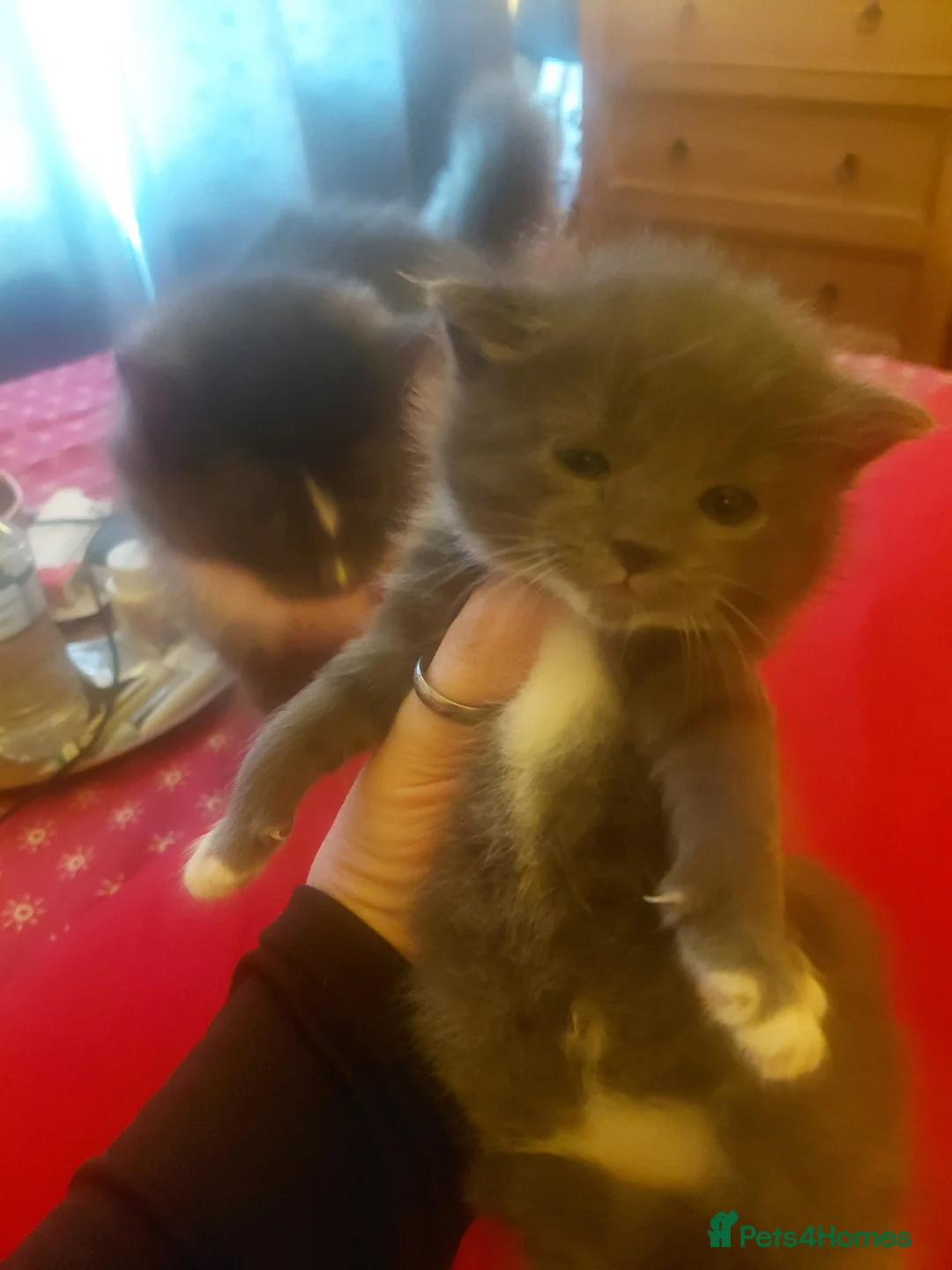 Ragdoll cats for sale: Ragdoll boys - Advert 5