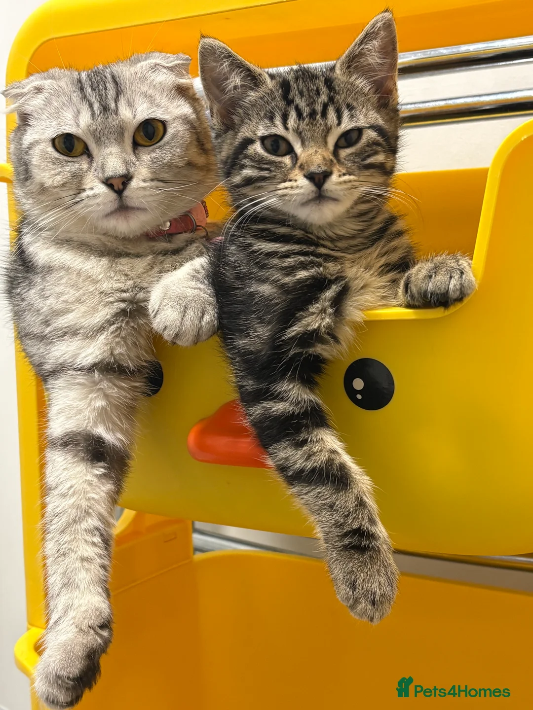 Scottish Fold cats for sale: 🐱💗💝 Only miss sassy left 💝 💗🐱 - Advert 2