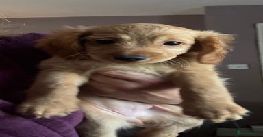 Cockapoo dogs - Advert 2