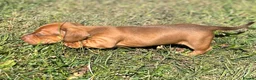 Dachshund dogs for sale: Mini daxi in Bridgend - Advert 21