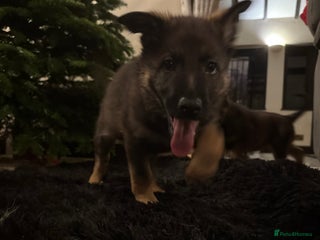 German Shepherd dogs 1 Stunning German Shepherd Left Ready To Go Now - Advert 5