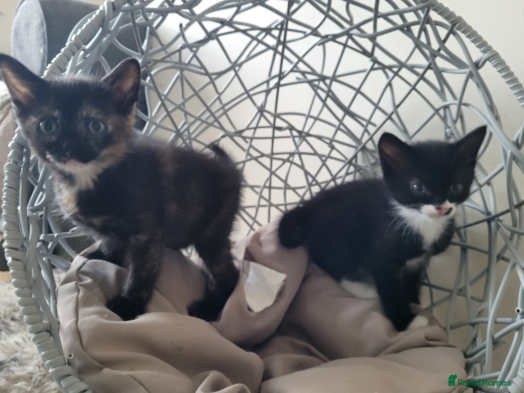 Mixed Breed cats 5 beautiful kittens - Advert 1