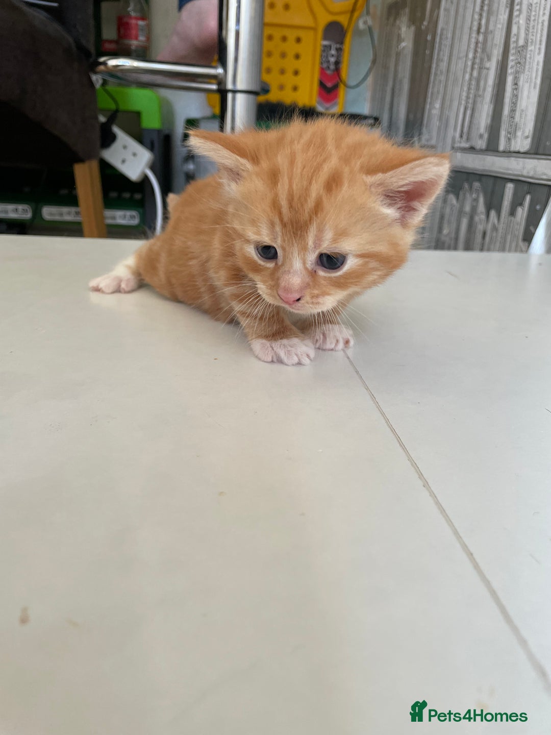 Mixed Breed cats for sale: Two separate litters  - Advert 1