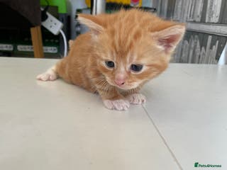 Mixed Breed cats All reserved - Advert 9