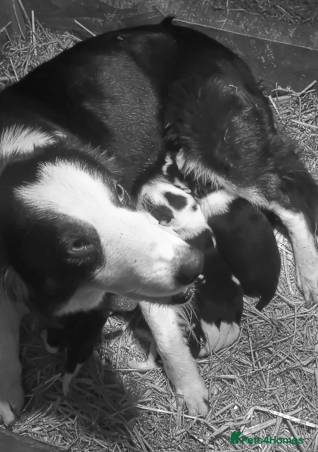 Border Collie dogs for sale: Beautiful Tri Coloured Border Collie Puppies - Advert 9