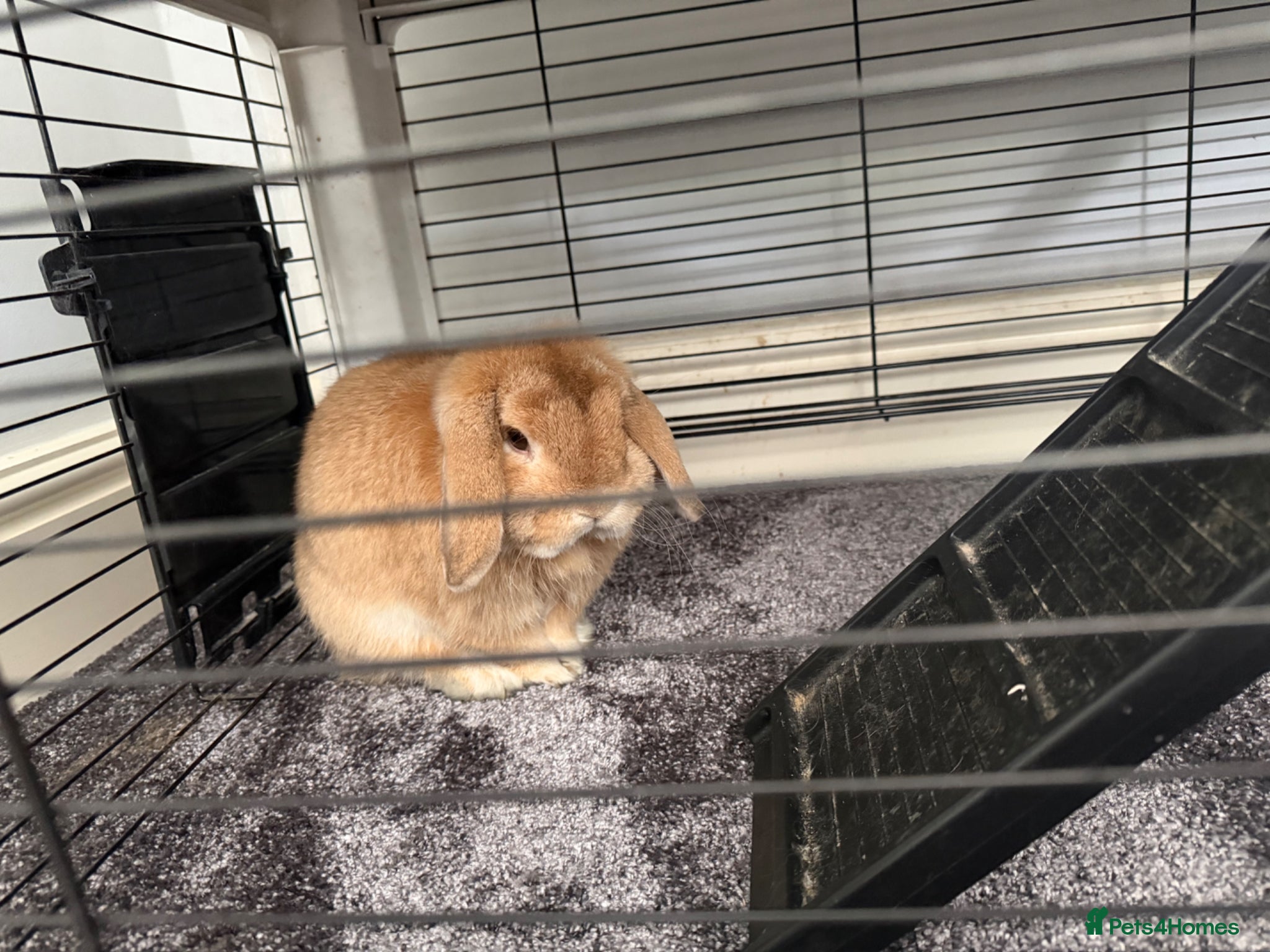 Mini Lop rabbits Re-Home Mini Lop Rabbit (Male) - Advert 8
