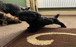 Toy Poodle dogs for sale: Beautiful Toy Poodle Puppies - Image 22