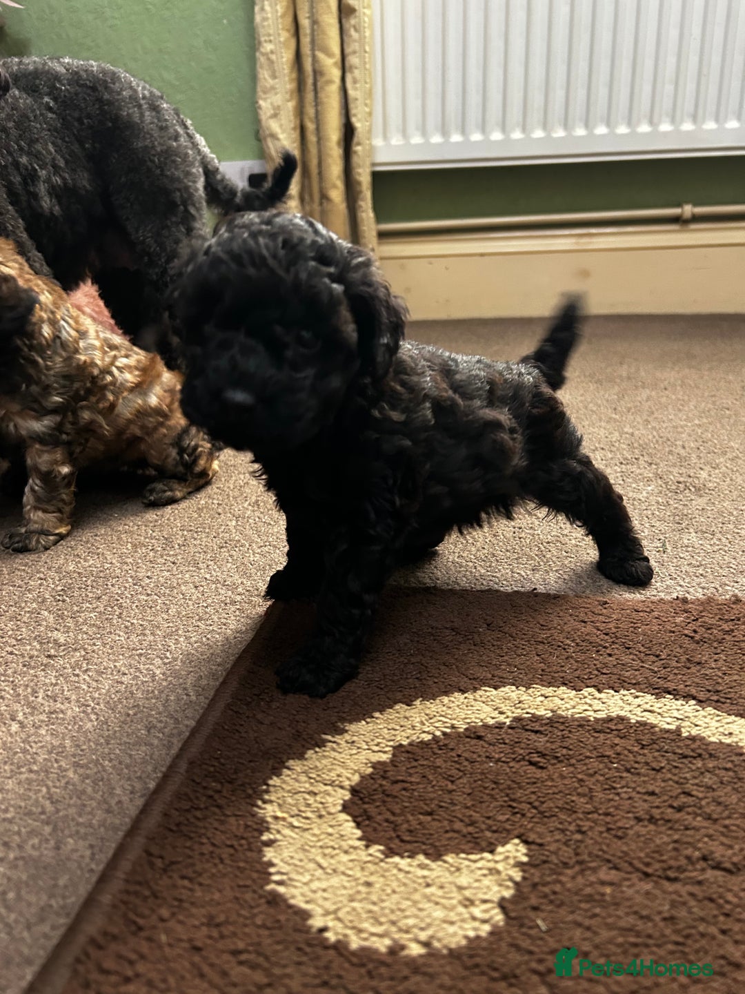 Toy Poodle dogs for sale: Beautiful Toy Poodle Puppies - Image 22