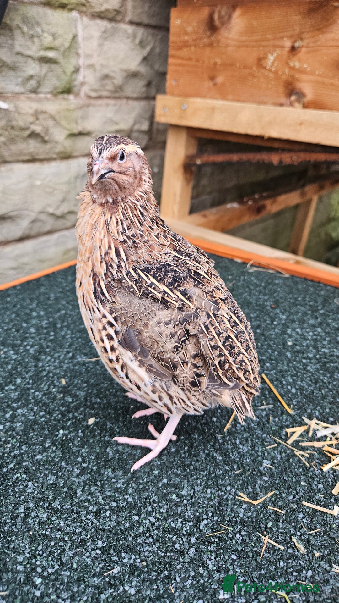 Quail poultry for sale: Japanese Quail – Young Birds Available - Advert 18