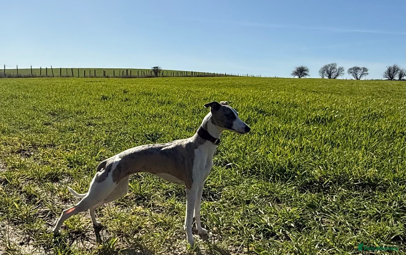 Whippet dogs KC Registered Whippet Puppies – Home Reared, - Advert 1