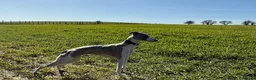 Whippet dogs for sale: KC Registered Whippet Puppies – Home Reared, - Advert 3
