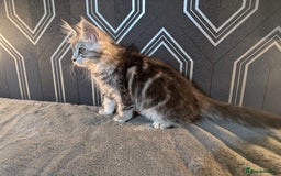 Maine Coon cats for sale: Pedigree Maine coons ready 17/11/25 - Advert 8