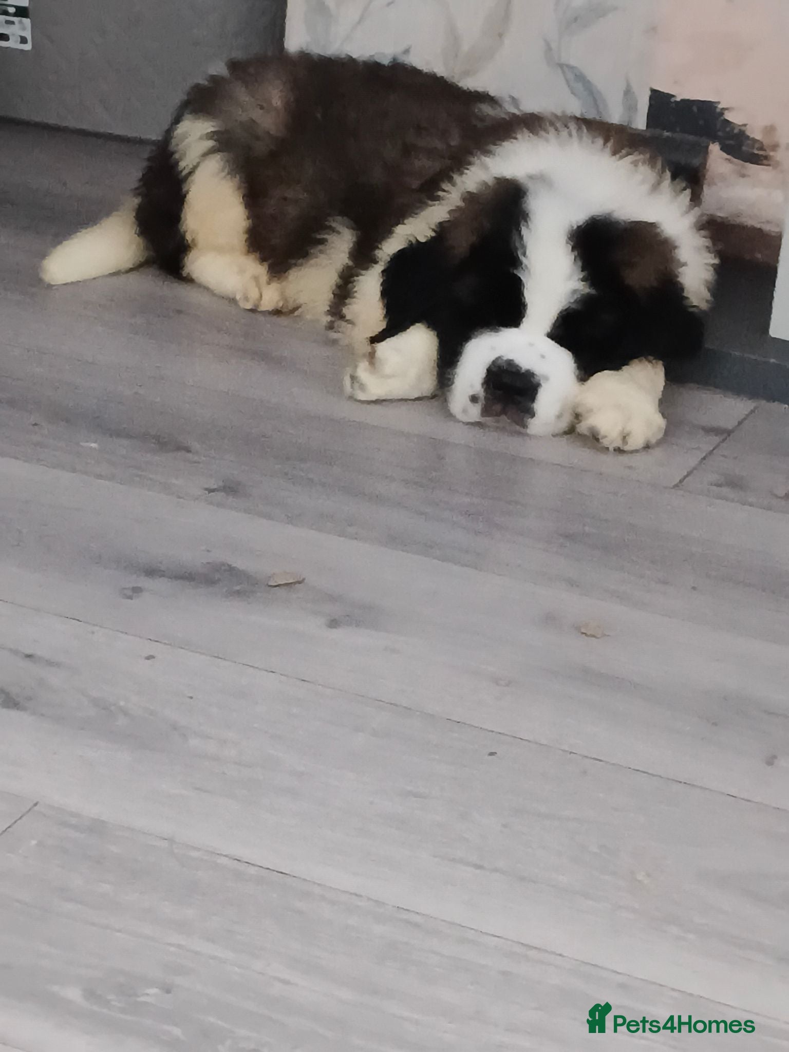 Saint Bernard dogs St Bernard kc registered puppies - Advert 2