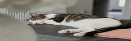 Mixed Breed cats for sale: Beautiful 1 year old female tabby in Bordon - Advert 4