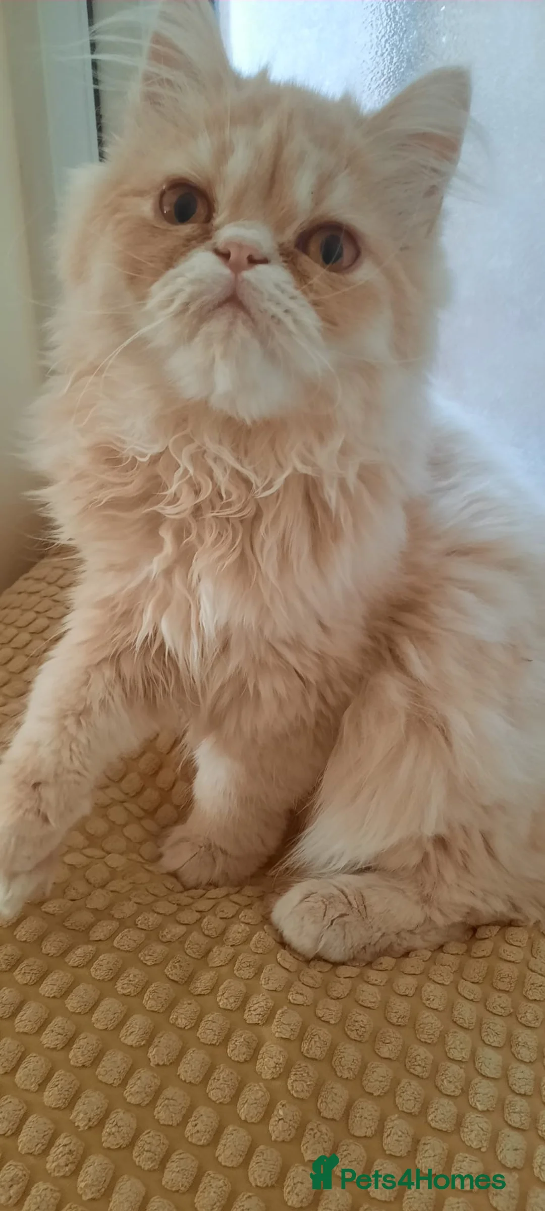Persian cats for sale: Vaccinated 4 Beautiful Persian Chinchilla Kittens  - Advert 2