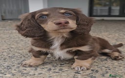 Miniature Dachshund dogs for sale: Strong Long Coat Mini Dachshunds!! - Image 4