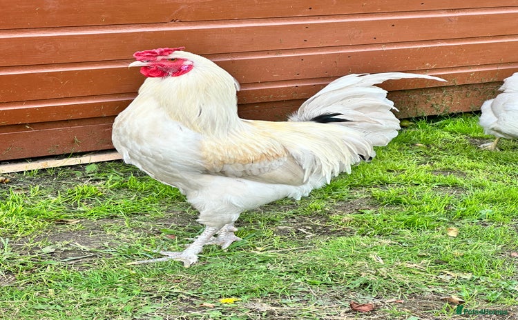 Chickens poultry - Advert 1