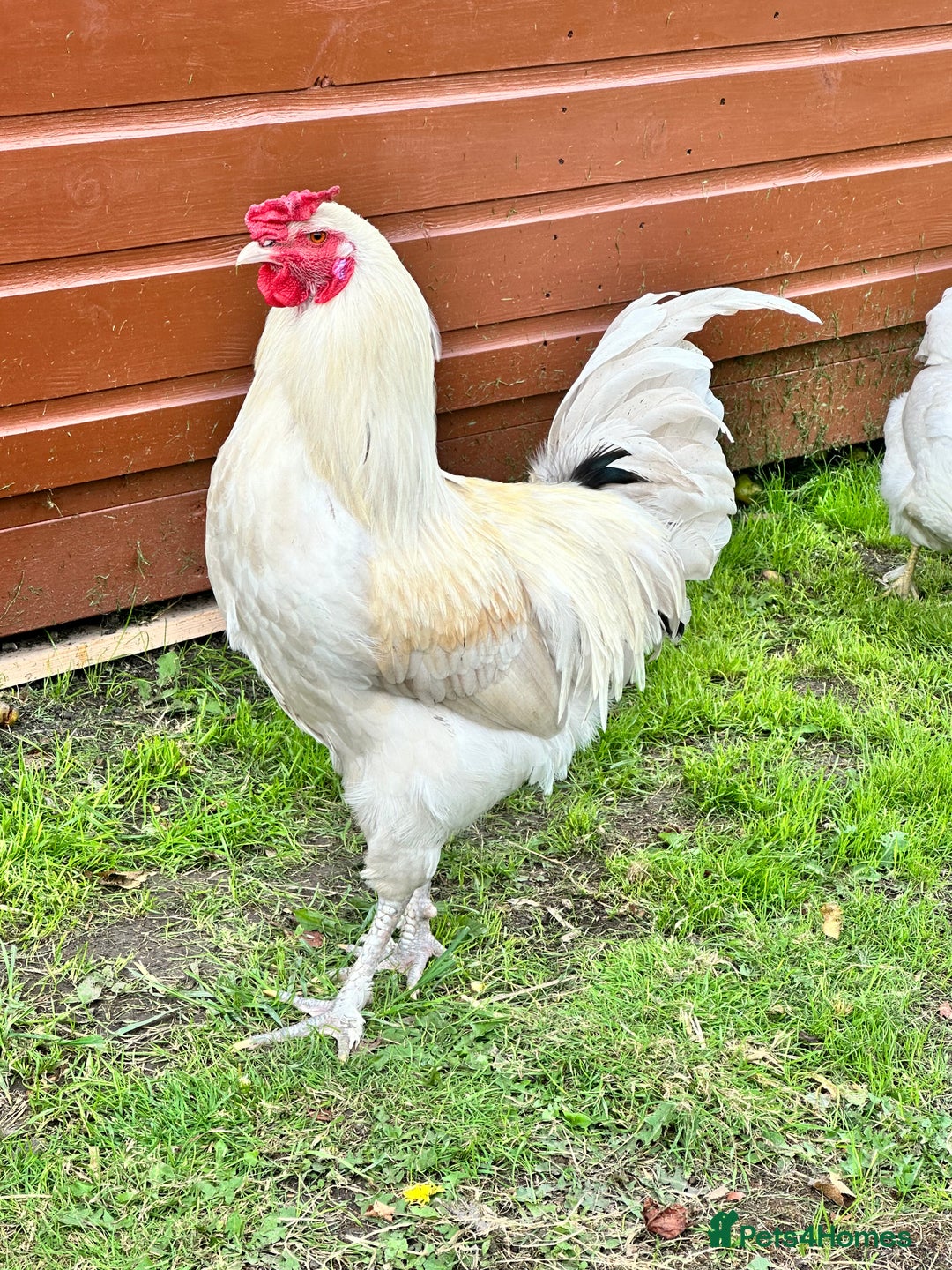 Chickens poultry for sale: Aracuna cockerel  - Image 1