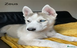 Siberian Husky dogs for sale: Siberian Husky puppies ❤️ - Image 8
