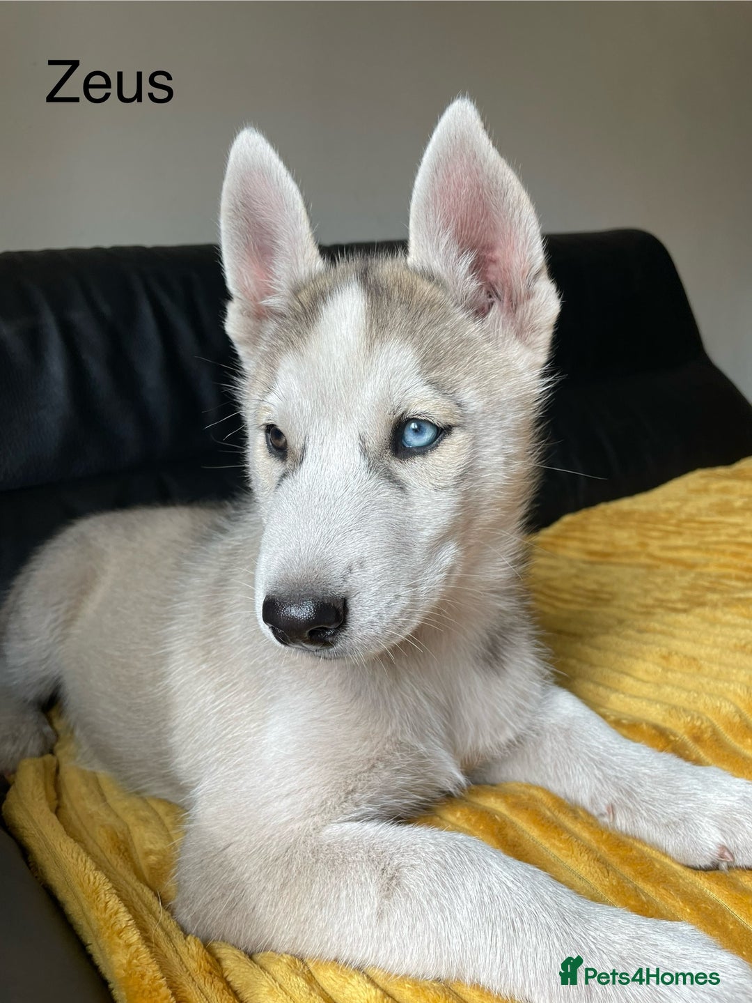 Siberian Husky dogs for sale: Siberian Husky puppies ❤️ - Image 8