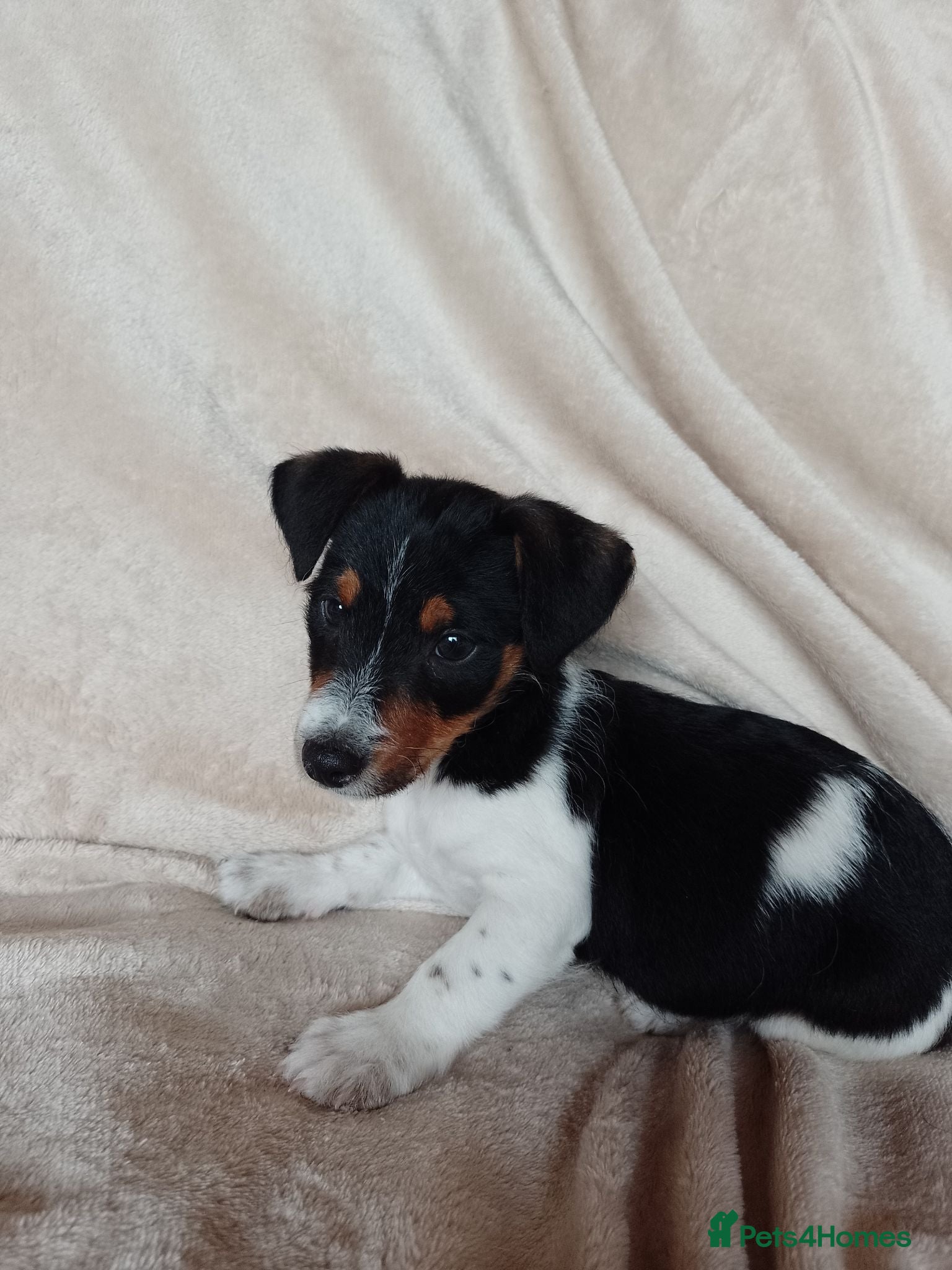 Jack Russell dogs Jack Russell - Advert 3