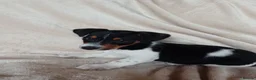 Jack Russell dogs for sale: Jack Russell in Exeter - Advert 9