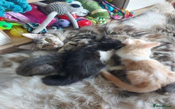 Maine Coon cats for sale: Beautiful X Maine-coon kittens 😸 ♥️ 😍 ❤️ - Image 8