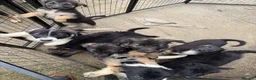 Mixed Breed dogs for sale: German shepherd pups  in Louth - Advert 4