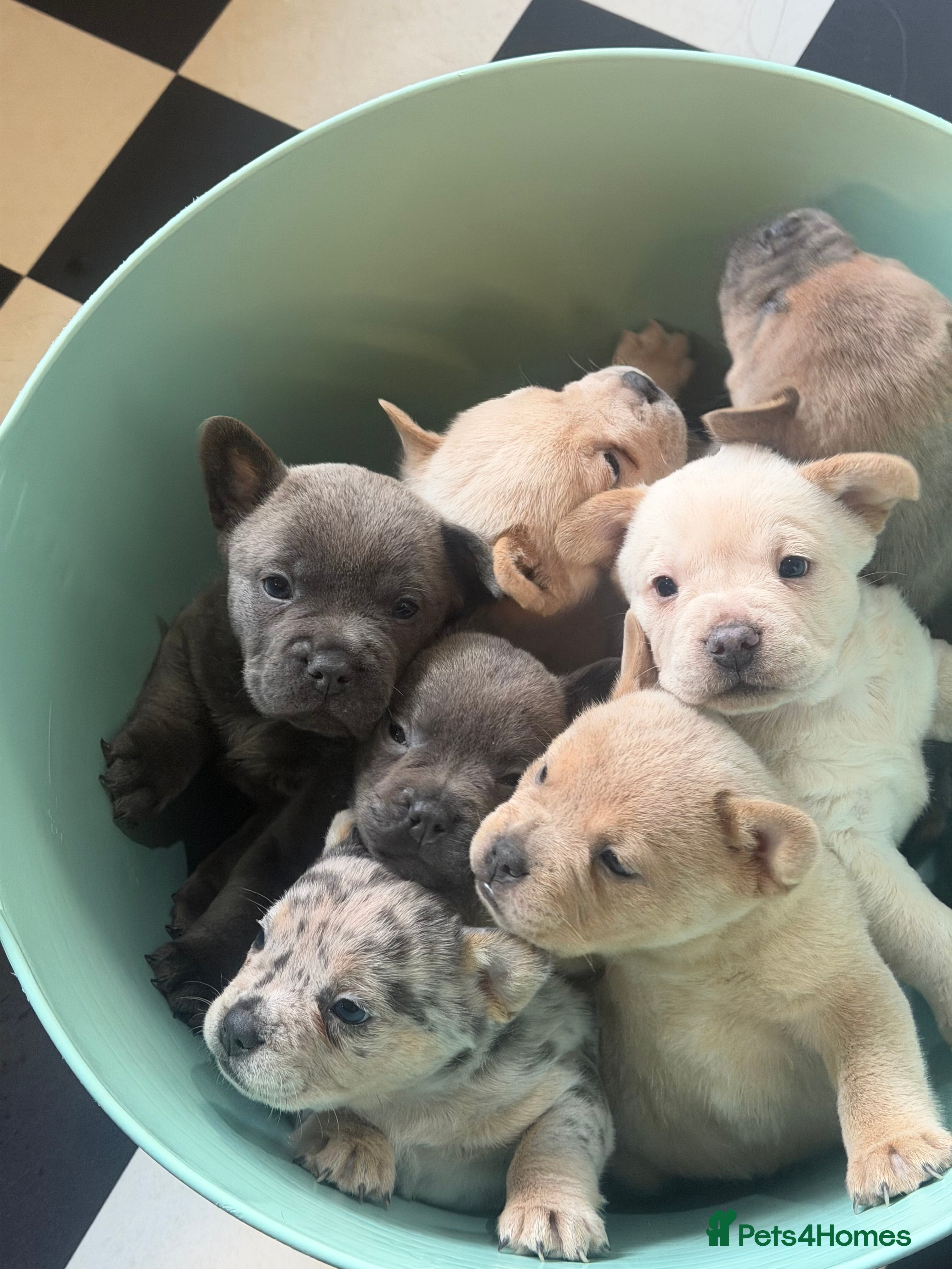 Chow Chow dogs French chows  - Advert 12