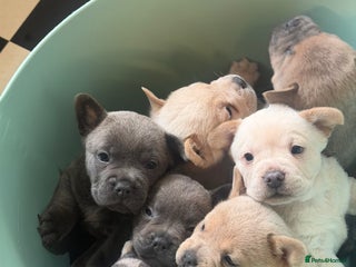 Chow Chow dogs French chows - Advert 1