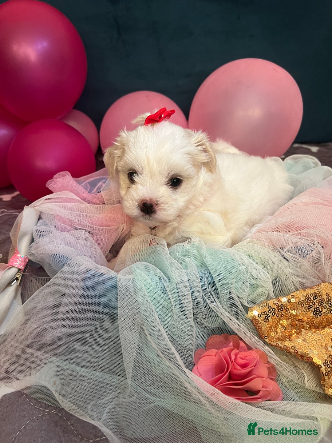 Bichon Frise dogs for sale: Bichon Frise  - Image 6