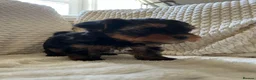 Yorkshire Terrier dogs for sale: Stunning Yorkshire pupp for sale. in Dumfries - Advert 11