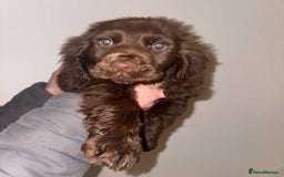 Cocker Spaniel dogs for sale: 4 girls 1 boy - Advert 5