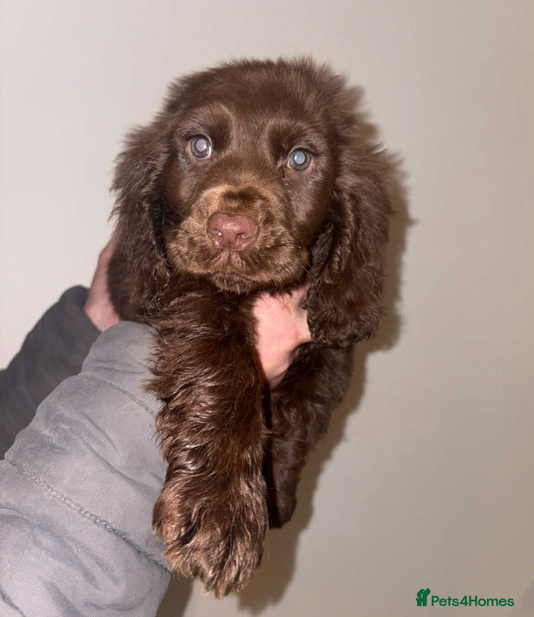 Cocker Spaniel dogs for sale: 4 girls 1 boy - Advert 5