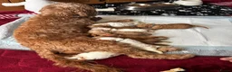 Cavapoo dogs for sale: Patch - Advert 15