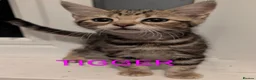 Domestic Shorthair cats for sale: READY TO LEAVE NOW🩵🩷 - Advert 39