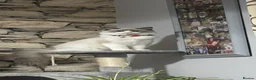 Ragdoll cats for sale: Ragdoll kittens - Advert 11