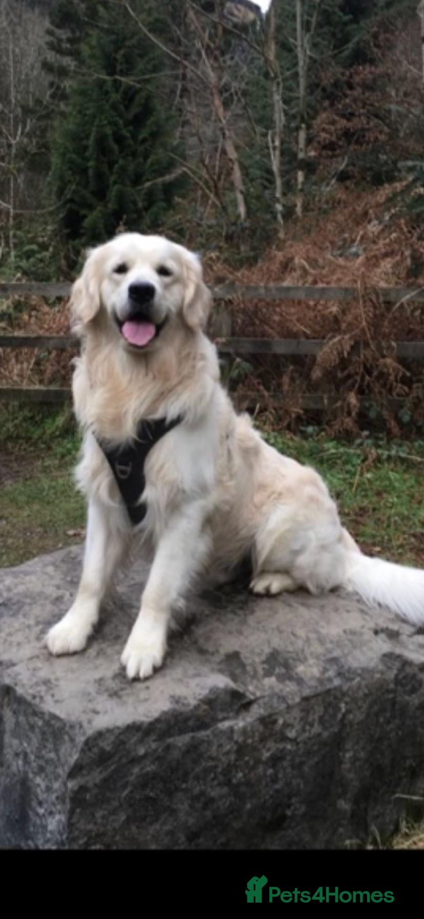 Golden Retriever dogs English cream golden retriever - Advert 3