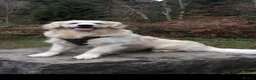 Golden Retriever dogs for stud: English cream golden retriever in Treorchy - Advert 1