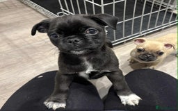 Pug dogs for sale: 🐾 Adorable 9-Week-Old Pug Puppies 🐾 - Image 9