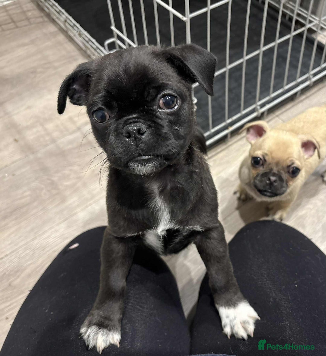 Pug dogs for sale: 🐾 Adorable 9-Week-Old Pug Puppies 🐾 - Image 9