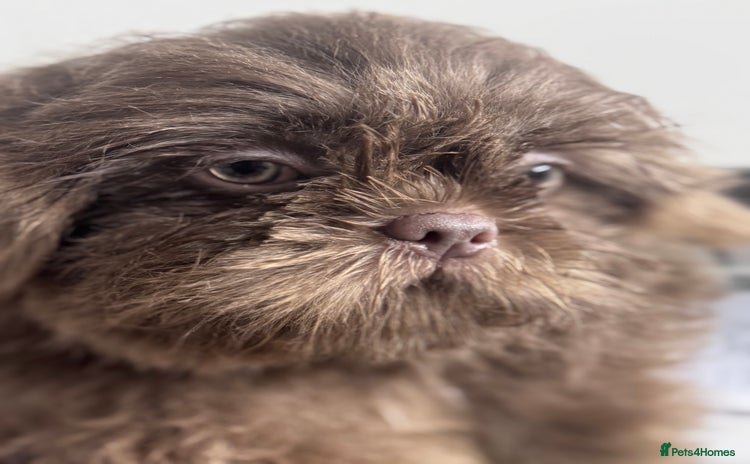 Shih Tzu dogs - Advert 7