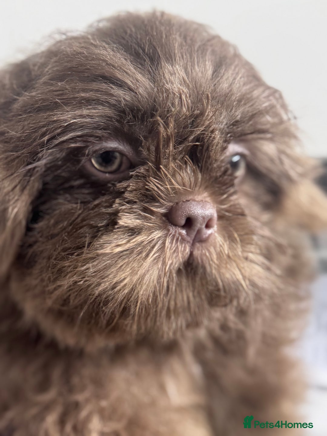 Shih Tzu dogs for sale: Shihtzus lilacs 5* KC REGISTERED - Image 2