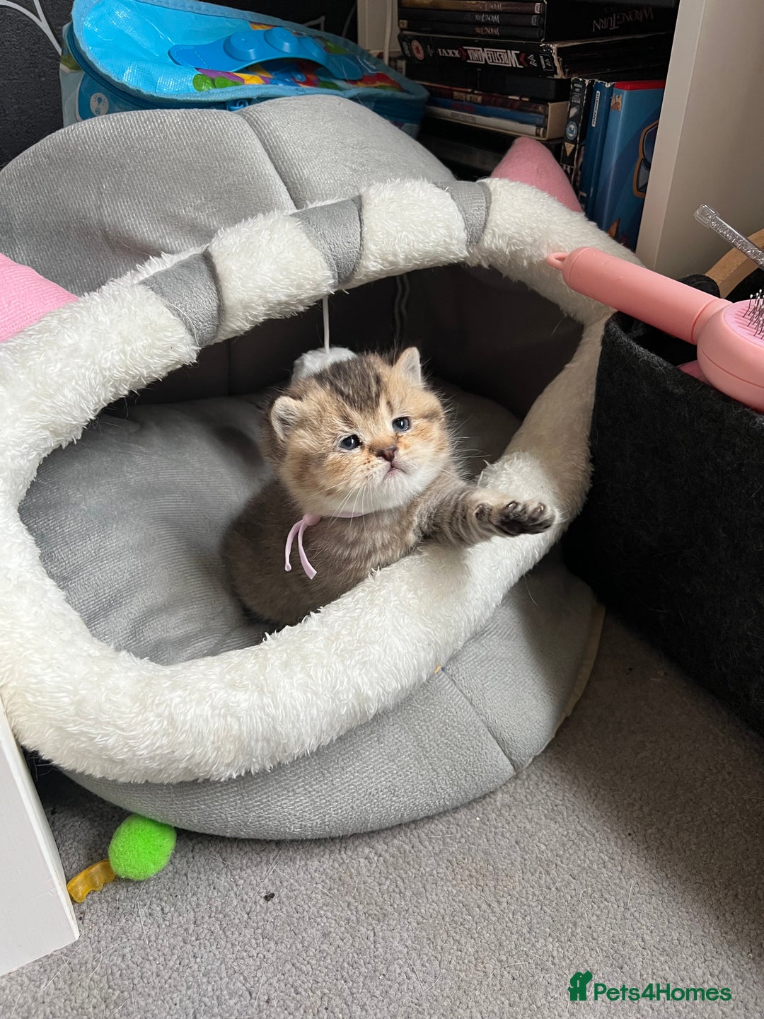 British Shorthair cats for sale: British shorthair kittens - Image 2