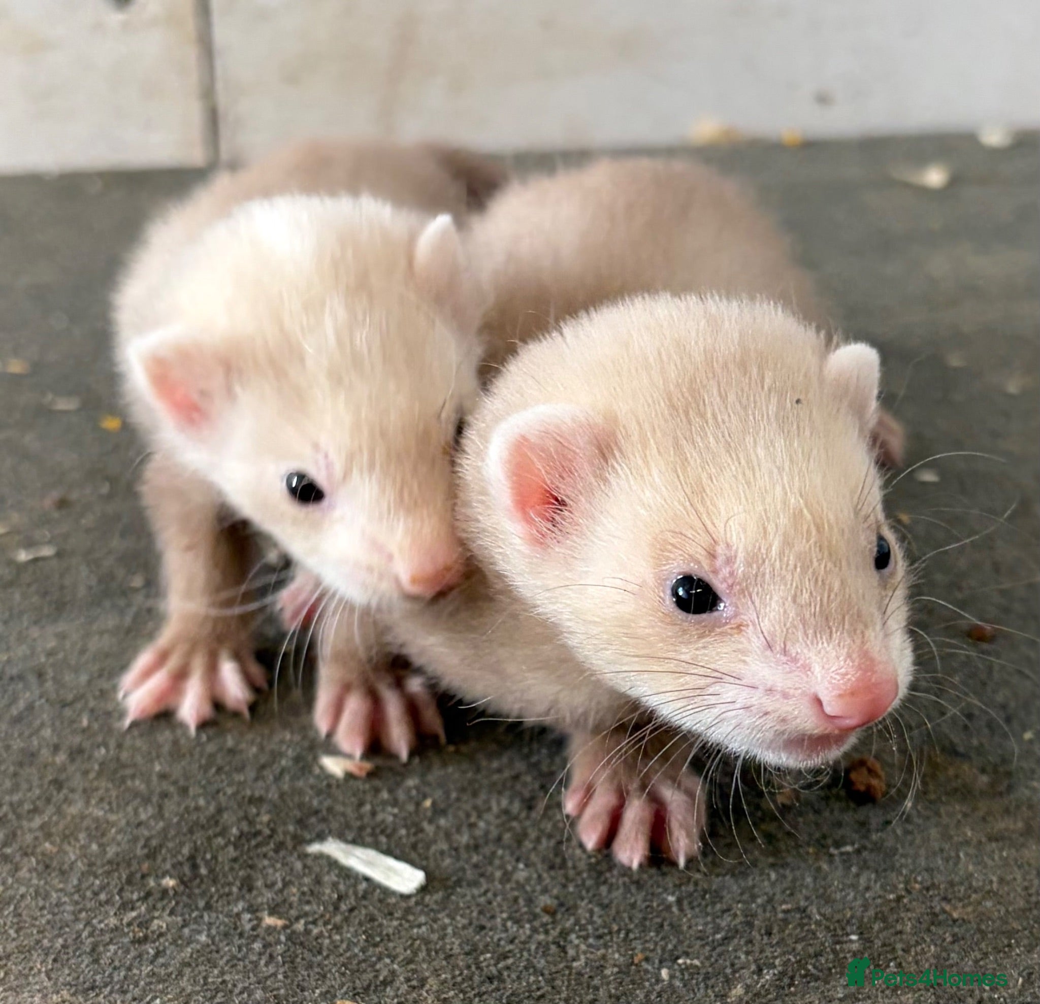 Ferret rodents Baby ferrets  - Advert 1