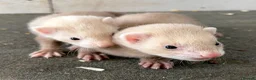 Ferret rodents for sale: Baby ferrets  - Advert 1