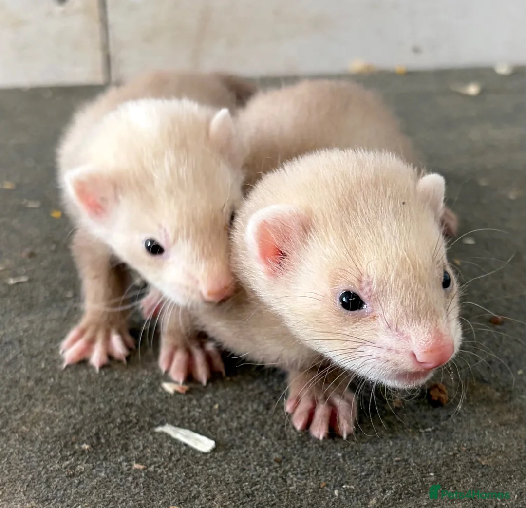Ferret rodents for sale: Baby ferrets  - Advert 1