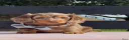 Miniature Dachshund dogs for sale: Chocolate & Tan Dapple Miniature Dachshund Boy  - Advert 10