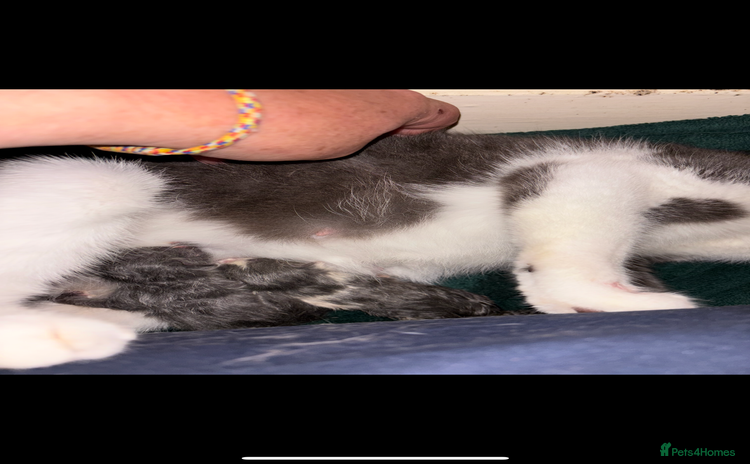 Scottish Fold cats - Advert 2